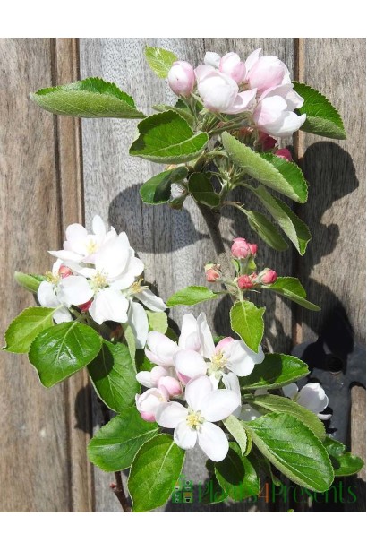 Цвітіння яблуні Мельба